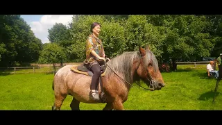 Belgian draft horse ベルギーのドラフト馬