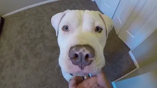 How to teach your Pit bull to SIT and LAY DOWN( In 5 Minutes)