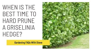 When is the best time to hard prune a Griselinia hedge? | Gardening for Beginners