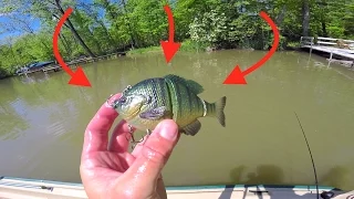 New Favorite Swimbait gets DESTROYED!