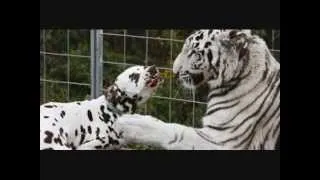 amazing animal friends