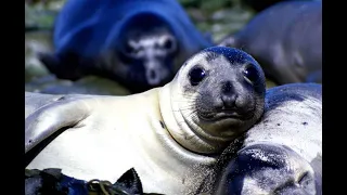 San Nicolas Island of the Blue Dolphins by  Marie Jarreau