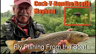 It's Coch y Bondhu Beetle Season, or is it? Large Still Water Fly Fishing from a Boat - Wimbleball