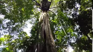 Zipline Canopy Tour - Flight of the Gibbons, Chiang Mai