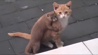 Weasel'n'Cat