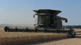 Massey Ferguson IDEAL 9 Combine Threshing a Wheat Field | New Combine | DK Agriculture