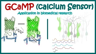 GCaMP | GCaMP calcium indicator | How GCaMP  works? | GCaMP application in neuroscience