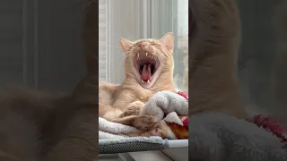 The 5 stages to every cat yawn