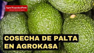 Cosecha de paltas en los fundos de Agrokasa en Barranca e Ica