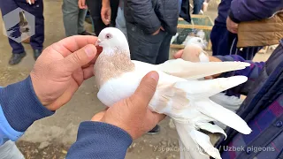 Bird Market in Tashkent - PIGEONS (07.11.2020)