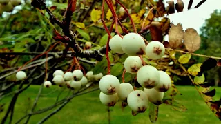 BOTANIC GARDEN-DUBLIN.  SEPTEMBER-2017.