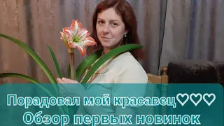 Гиппеаструм распустился🦋🦋🦋🌷🌷🌷 Мои новинки этого сезона💚💚💚🍀