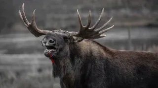 Crazy moose encounter in Norway