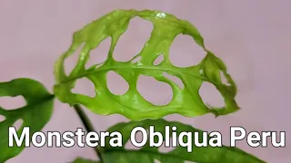 Monstera Obliqua Peru - plant unboxing during a heatwave