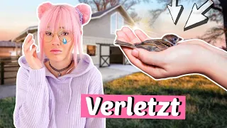 Verletzter Vogel 😥 Wird er überleben? | ViktoriaSarina