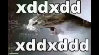 Gato riendose Meme