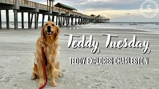 I took my dog to Charleston, SC for Teddy Tuesday! #dog #goldenretriever
