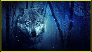 8 Hours of wolf sounds - Wolves howling in the night.