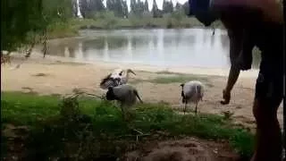 Аисты. Storks.