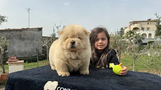 Chow chow Contea di Danstef