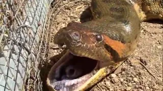 Anaconda Enters Pig Pen-Eats Pig - Wild animal