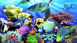 Подводный мир, красивая музыка. Underwater world, beautiful music.