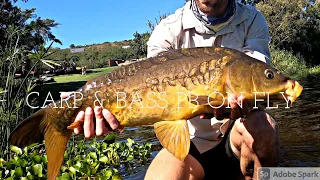 Kayak Fly Fishing on the Breede River (PB CARP & BASS on FLY)