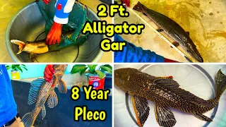 2 Ft. Plus Alligator Gar😳 In Sarkar Aqua Farm Boitamari | Assam's Most Amazing Fish Farm