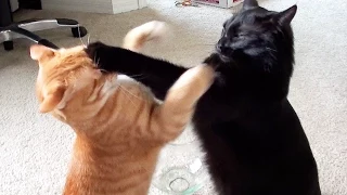 EPIC Cat Fight Compilation! - Cole and Marmalade
