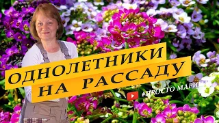 Посев однолетников на рассаду. Бархатцы, астры, цинерария, кохия.