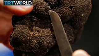 Australian truffle market booming as demand soars | Money Talks