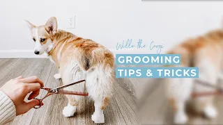 How to Groom Your Dog at Home | How I Groom My Corgi Myself