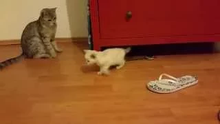 Funny Cats, Cute Kittens, Cute Cats (TRY NOT TO LAUGH) – Auri, Vin & 2-Euro – No.79