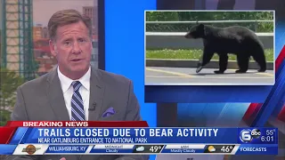 Trails near Gatlinburg closed due to bear activity