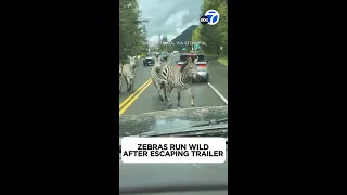 Zebras run wild on Washington state highway