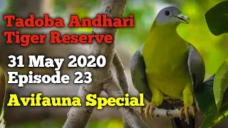Tadoba Andhari Tiger Reserve || Avifauna Special Episode Part 2 || 31 May 2020