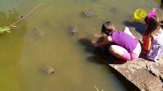 Черепахи в пруду - обычное дело