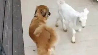 Dog and goat become instant best friends