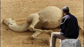 Don’t touch a dead camel in the desert