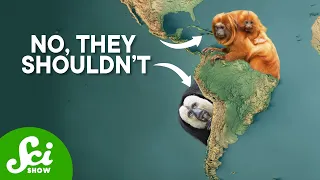 There Shouldn't Be Monkeys In South America