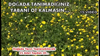 19.Video Doğada Tanımadığınız Yabani Ot Kalmasın 15 Çeşit Yabani Bitki