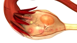 Human Physiology - Menstrual Cycle: Uterine Cycle