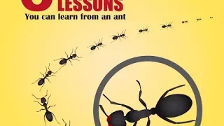 6 Life Lessons You Can Learn From An Ant.