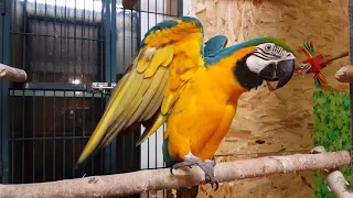 Parrot ararauna