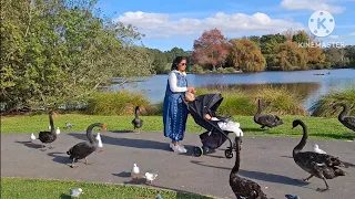 A tour of Auckland Western Spring Park| Duck Garden | Auckland | New Zealand | Nature |