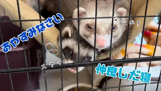 【フェレット】の仲良しだ寝、ご覧ください💤#ダウくん#ボフくん#ferret