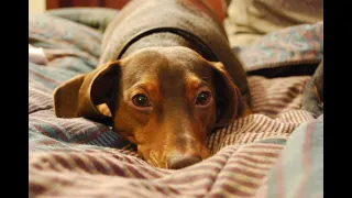 Jack the dachshund (Aug 2004 - Jan 2014)