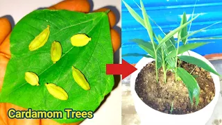 Grow cardamom from seeds | Grow Properly at home | Grow plants from seeds|| Agroscience