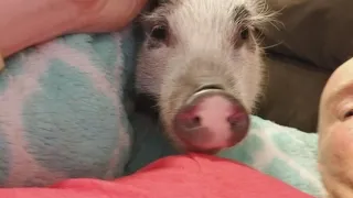 Happy Birthday Millie: Millie the Pig Turns 3 Years Old!