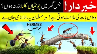 Understand If Ants Do Not Stop Coming Out Of The House | A Story Full Of Islamic Anecdotes | OK Q